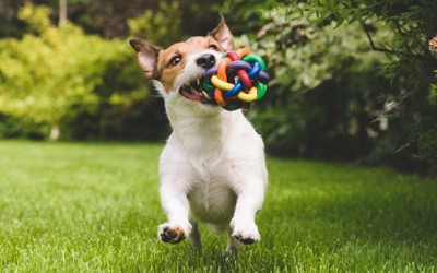 Tử vi thứ Tư (21/3/2018): Ngày bình yên với Thiên Bình, Nhân Mã