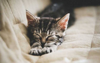 Tử vi Chủ nhật (25/3/2018): Nhiều bất ngờ với Sư Tử, Thiên Bình