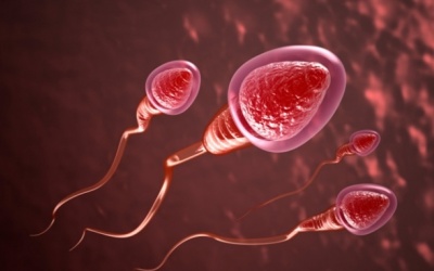 Số lượng tinh trùng thấp có thể làm tăng nguy cơ mắc bệnh
