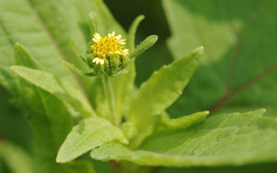 5 vị thuốc và bài thuốc trị thấp khớp hiệu quả