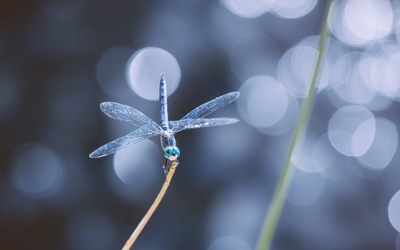 Tử vi thứ Sáu (30/3/2018): Thiên Bình bất an vì vị khách không mời!