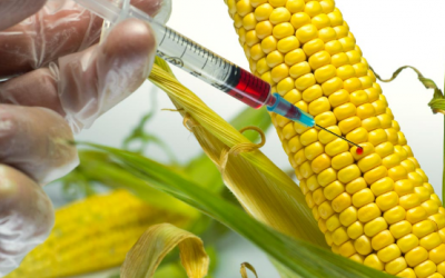 Thực phẩm biến đổi gene tác động đến sức khỏe như thế nào? 