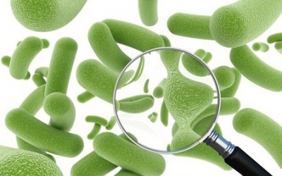 10 loại vi khuẩn có lợi cho cơ thể mà bạn nên bổ sung