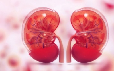 4 lời khuyên để giữ thận luôn khỏe mạnh