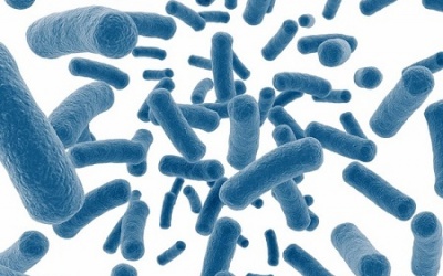 Có nên bổ sung probiotic?