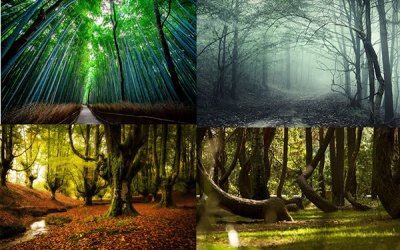 Vẻ đẹp huyền bí của những khu rừng bí ẩn nhất thế giới