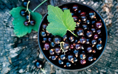 TPCN từ lý chua đen có thể đốt cháy lượng chất béo như 4 tuần tập thể dục