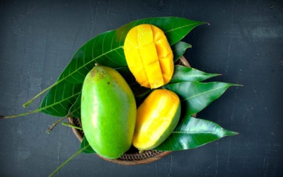 Tinh chất lá xoài giúp người bệnh đái tháo đường kiểm soát đường huyết