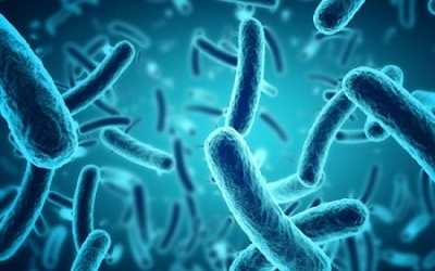 6 lý do bạn nên bổ sung probiotics