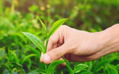 Hạt nano từ lá trà có thể giúp hỗ trợ điều trị ung thư phổi