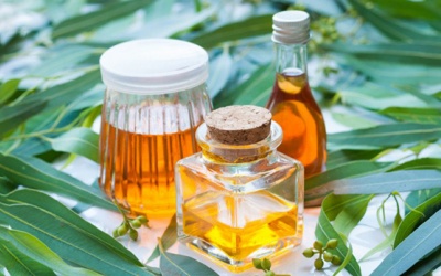 10 lợi ích của tinh dầu khuynh diệp bạn không nên bỏ qua