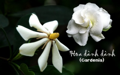 Hoa dành dành: Ngoài hương sắc mê đắm còn là dược thảo quý giá