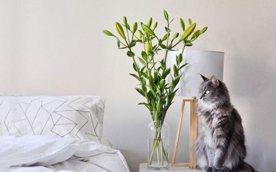 Detox cho phòng ngủ bằng... phong thủy