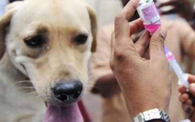 Chủ quan không tiêm phòng dại, bác sỹ thú y tử vong sau khi bị chó cắn