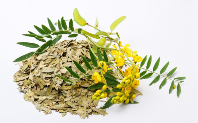 Dùng trà phan tả diệp thế nào để giảm táo bón?