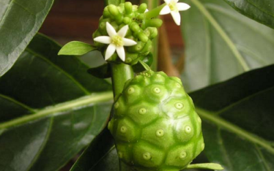 Muốn giảm viêm mũi dị ứng: Đừng quên Nhàu!