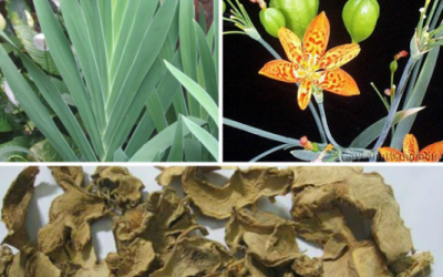 Ai bị viêm họng, ho: Đừng quên Xạ can!