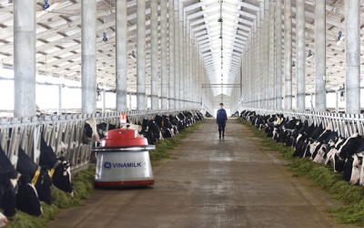 Việt Nam lần đầu tiên sản xuất sữa A2 - loại sữa bò gần với sữa mẹ nhất