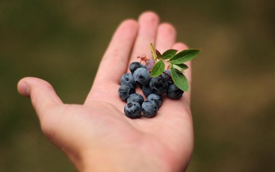 Hợp chất chống oxy hóa pterostilbene dùng như thế nào mới đúng?