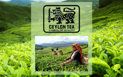 Trà Tích Lan - biểu tượng cho những loại trà chất lượng nhất