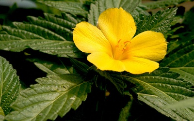 Cây tráng dương - lợi ích như tên gọi