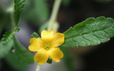 Dùng cây tráng dương để kích thích tình dục: Cần thận trọng