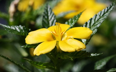 Cách sử dụng cây tráng dương mang lại lợi ích tối ưu cho sức khỏe