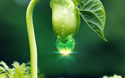 Bổ sung mầm đậu nành để duy trì tuổi thanh xuân có phát huy tác dụng hay chỉ là quảng cáo?