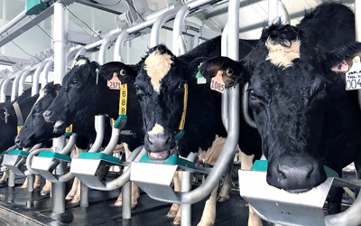 Sắp mua được sữa A2 'made in' Việt Nam - loại sữa bò gần giống sữa mẹ nhất