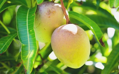 Tại sao lá xoài có thể hỗ trợ điều trị đái tháo đường?