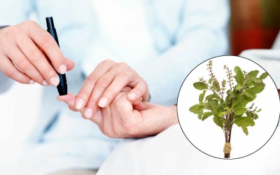 Hương nhu tía có lợi cho người bệnh đái tháo đường thế nào?