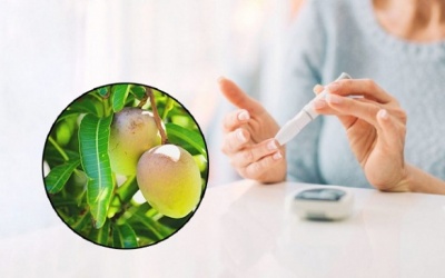 7 công dụng bất ngờ của lá xoài cho người bệnh đái tháo đường 