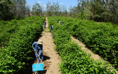 Lạc tiên tây - Dược liệu có khả năng điều trị chứng mất ngủ