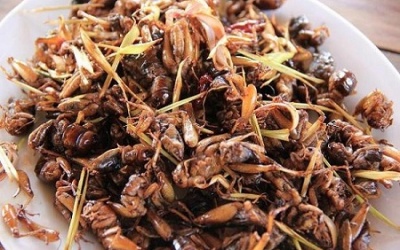 Ăn dế giúp cải thiện đường ruột