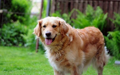 Tử vi tuần (13 - 19/8/2018): Ma Kết nên thân thiện với mọi người xung quanh