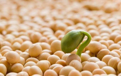 Top 6 thực phẩm giúp phụ nữ trẻ mãi không già