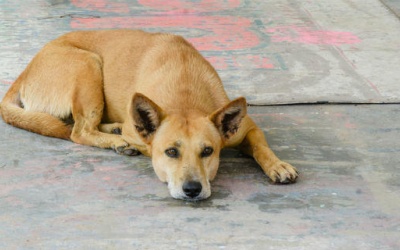 Làm gì để vết thương do chó cắn nhanh lành hơn?