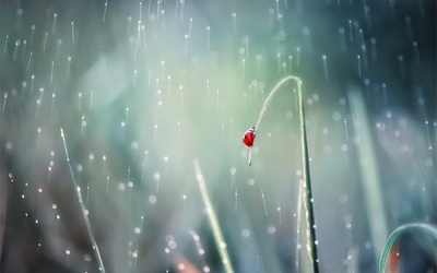 Mưa dông ở miền Bắc kéo dài đến hết tháng 8