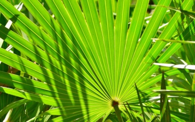 6 lợi ích của cây cọ lùn với sức khỏe phụ nữ