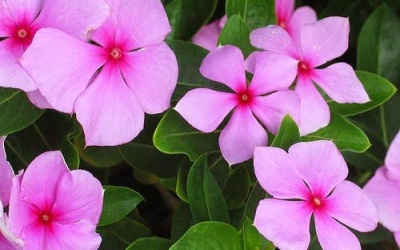 Lợi ích của cây dừa cạn với người bệnh đái tháo đường