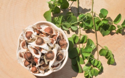 11 lợi ích của hạt cây chùm ngây với sức khỏe