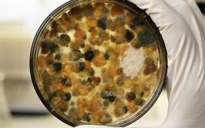 Bạn biết gì về nấm mốc - mối nguy hại lớn với sức khỏe?