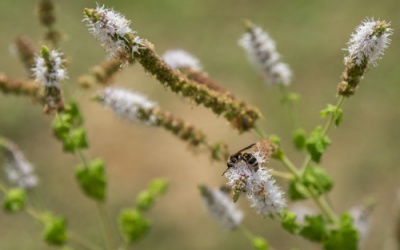 7 lợi ích của thiên ma với sức khỏe