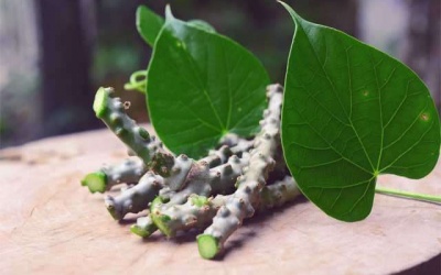 Dây thần nông có lợi cho sức khỏe thế nào?