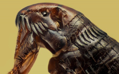 Ấn tượng những bức ảnh chụp dưới kính hiển vi đẹp nhất năm 2018