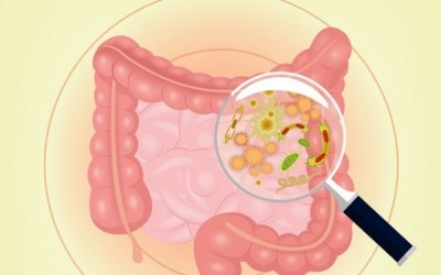 Không thể giảm cân có phải do vi khuẩn đường ruột?