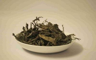 Mã đề có giúp giảm chỉ số creatinine?