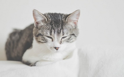 Tử vi thứ Bảy (27/10/2018): Bọ Cạp chỉ muốn nghỉ ngơi, thư giãn