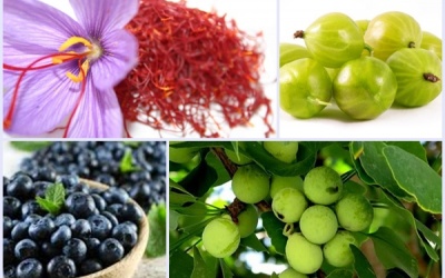 4 thảo dược giúp cải thiện thị lực, phòng bệnh về mắt