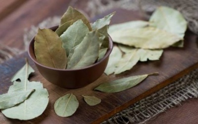 Lá nguyệt quế có lợi cho bệnh nhân đái tháo đường thế nào?